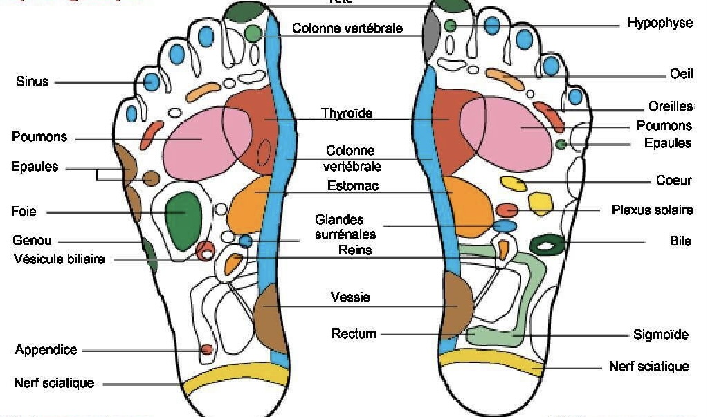 foot reflexology map